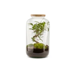 NATURALYS - Terrarium végétal intérieur, Bonbonne Classic taille M : Bonsai D.23cm