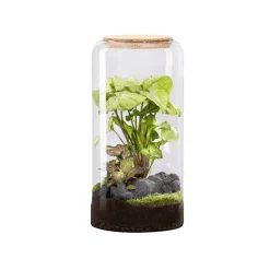 NATURALYS - Terrarium végétal d'intérieur, Mia Classic taille L : Mix H.40cm