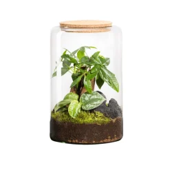 NATURALYS - Terrarium végétal d'intérieur, Mia Classic taille M : Pachira H.30cm