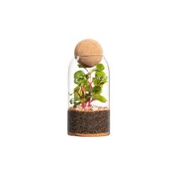 NATURALYS - Terrarium végétal d'intérieur, Niwa taille L : Kokedama D.8 H.24cm