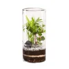 NATURALYS - Terrarium végétal d'intérieur, Green Tower taille M : Mix D.12cm