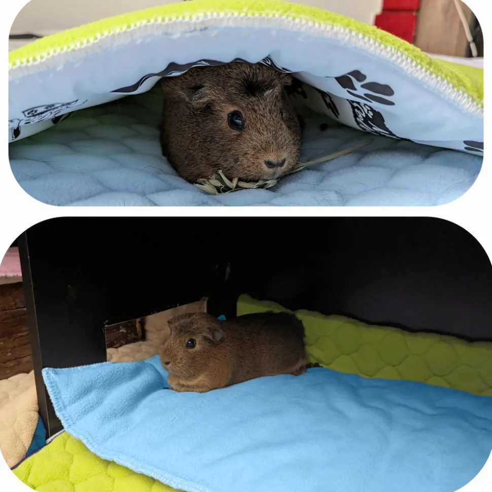 NEO SOLVO - Lot de 4 - tapis pour cochon d'inde et lapin en polaire 60 x 50 cm - polaire absorbant, lavable en machine, economique