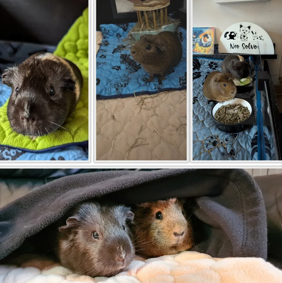 NEO SOLVO - Tapis qui remplace la litière pour cochon d'inde et lapin - absorbant, imperméable, passe en machine - 70 x 35 cm