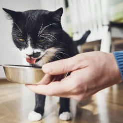 NESTOR BIO - Pâtées sans céréales bio au saumon pour chat 100g