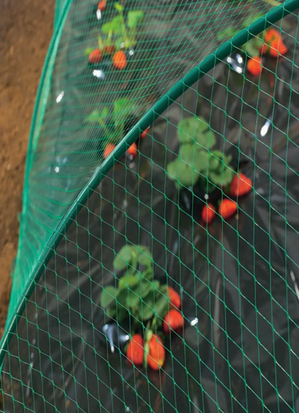 NORTENE - Filet classique protection - 10 m x 2 m