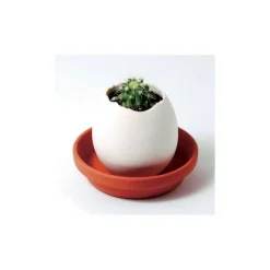 NOTED - Kit oeuf cactus prêt à pousser