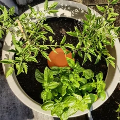 OLLAS ORIGIN - Céramique d'irrigation Ollas Jamet Origin n°2 - 1,5L