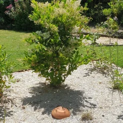 OLLAS ORIGIN - Céramique d'irrigation Ollas Jamet Origin n°7 - 20L