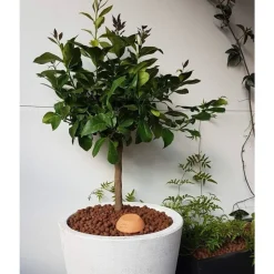 OLLAS ORIGIN - Céramique d'irrigation Ollas Jamet Origin n°6 - 12L