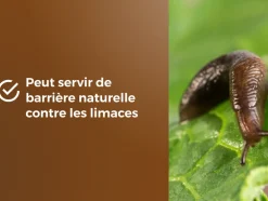 OR BRUN - Obrppou6u -paillage de pouzzolane - protection des plantes