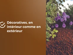 OR BRUN - Obrppou6u -paillage de pouzzolane - protection des plantes