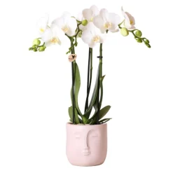 Orchidée phalaenopsis blanche - amabilis en jardinière zen face - taille du pot 9cm