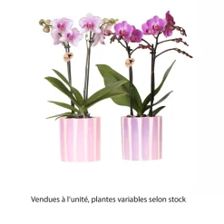 Orchidée, Phalaenopsis 'Kolibri' - 2 Tiges : pot D.10cm
