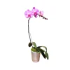 Orchidée Phalaenopsis rose : pot D.14cm