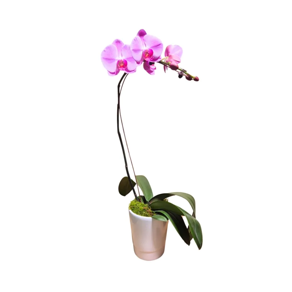 Orchidée Phalaenopsis rose : pot D.14cm