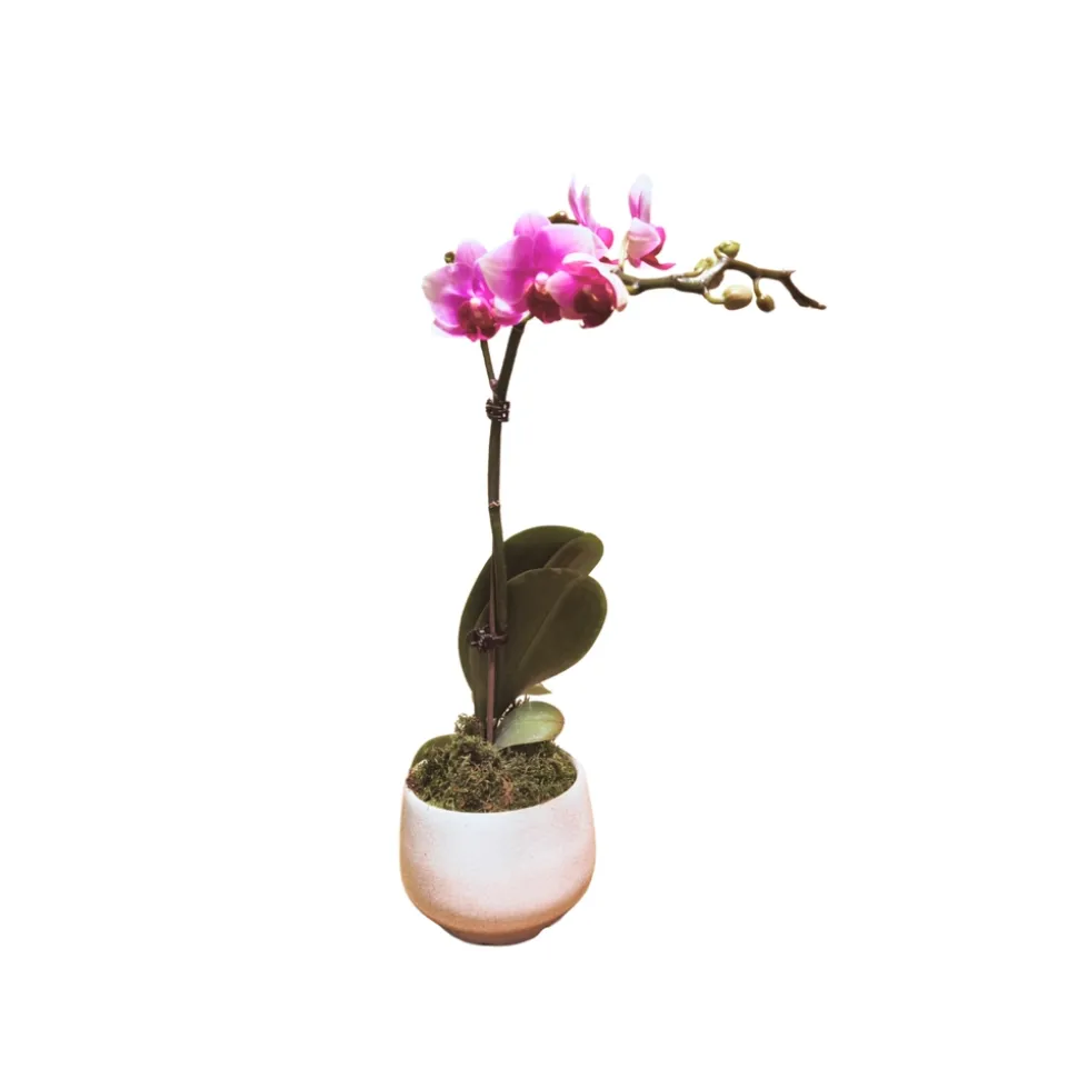 Orchidée Phalaenopsis rose : pot D.11cm