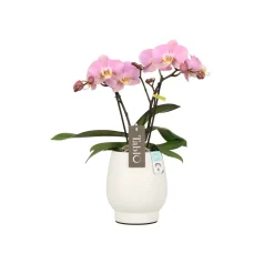 Orchidée, Phalaeonopsis 'Tablo' 2 tiges : pot blanc D.12cm