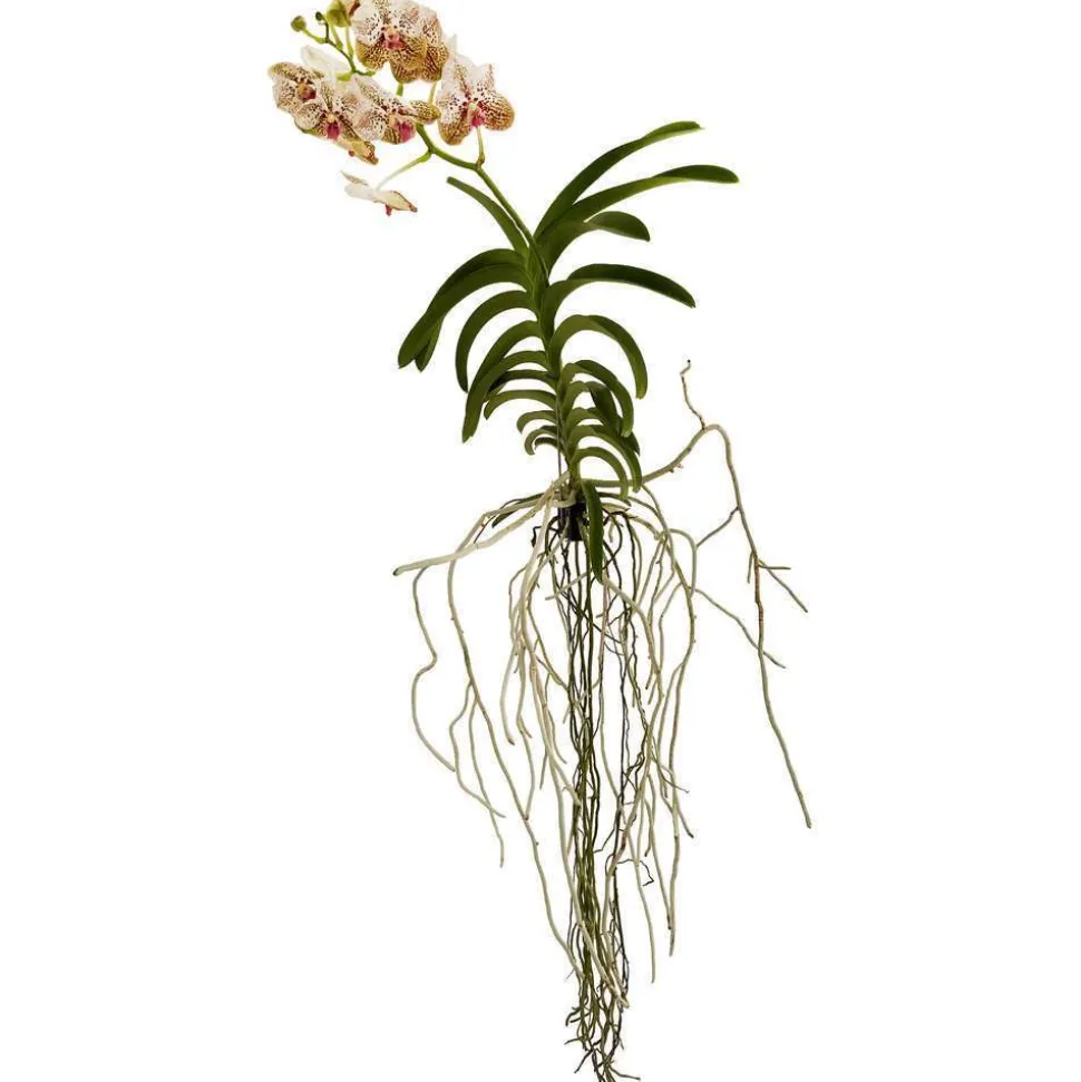 Orchidée Vanda 1 tige - vase D.14 cm