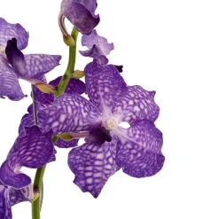Orchidée Vanda 1 tige - vase D.14 cm