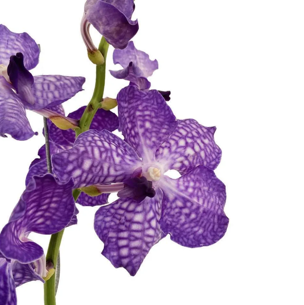 Orchidée Vanda 1 tige - vase D.14 cm