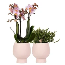 Orchidées colibri | ensemble de plantes scandic - avec orchidée phalaenopsis rose et rhipsalis céramique | taille du pot 9cm