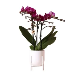 Orchidées colibri | orchidée phalaenopsis violette morelia en pot nordique blanc - taille du pot 9cm - hauteur 40cm
