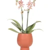 Orchidées colibri - orchidée phalaenopsis orange - araignée en terre cuite scandic - taille du pot 9cm