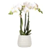 Orchidées colibri | orchidée phalaenopsis blanche - amabilis + trophy pot décoratif blanc - taille du pot 9cm - 35cm de haut