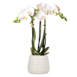 Orchidées colibri | orchidée phalaenopsis blanche - amabilis + trophy pot décoratif blanc - taille du pot 9cm - 35cm de haut