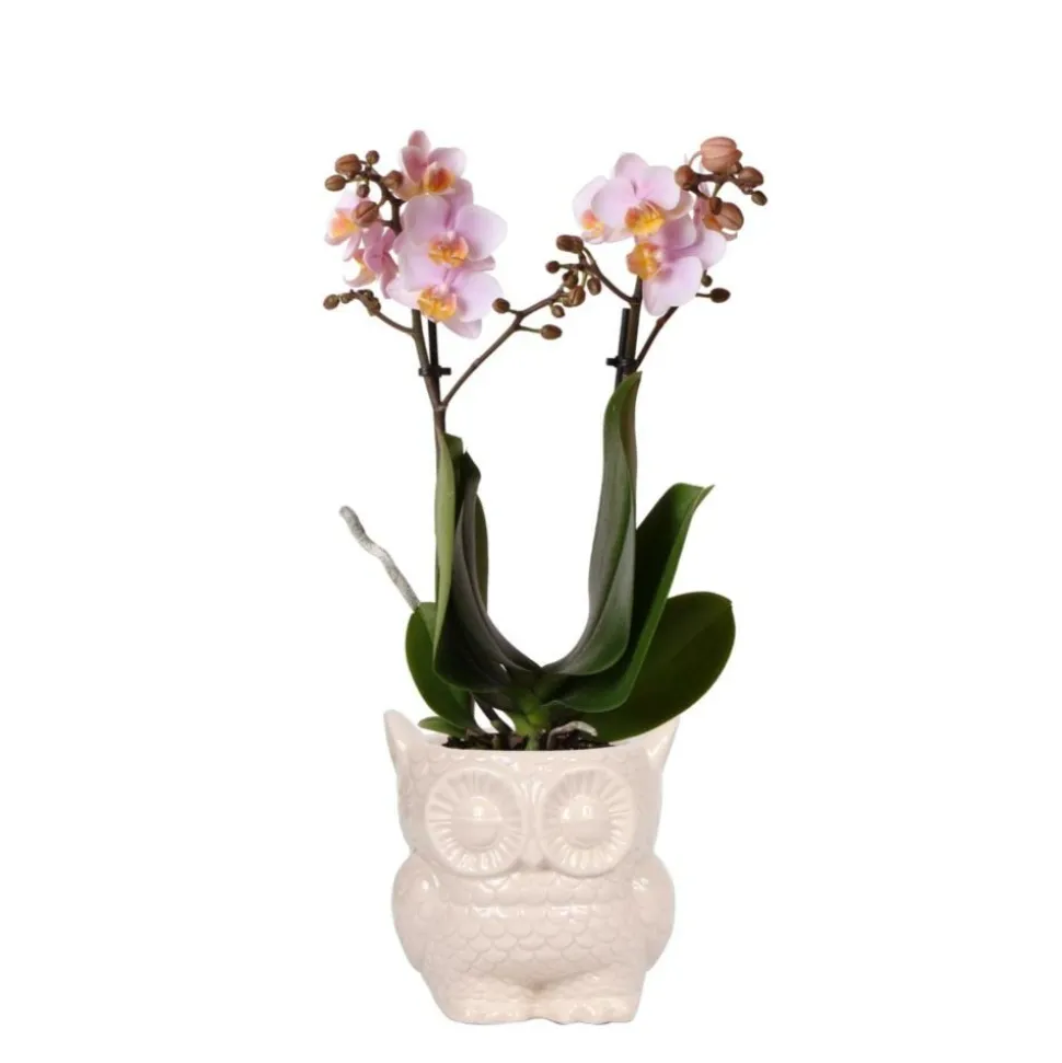 Orchidées colibri | orchidée phalaenopsis rose - andorre + hibou pot décoratif nu - taille du pot 9cm - 40cm de haut