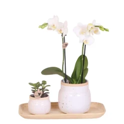 Orchidées Ensemble de plantes blanc vintage | plantes vertes avec orchidée phalaenopsis rose dans des pots vintage blancs décoratifs