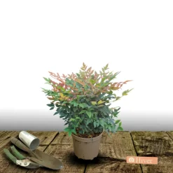 ORLÉANS (45) - Bambou sacré gulf stream/[-]pot de 3l - 20/40 cm