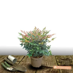 ORLÉANS (45) - Bambou sacré gulf stream/[-]pot de 3l - 20/40 cm