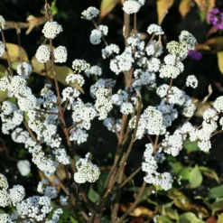 ORLÉANS (45) - Callicarpa, arbuste aux bonbons magical® snowstar 'kolmsnostar'/[-]pot de 1,5l - 10/20 cm