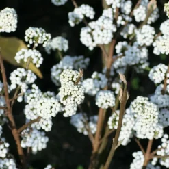 ORLÉANS (45) - Callicarpa, arbuste aux bonbons magical® snowstar 'kolmsnostar'/[-]pot de 1,5l - 10/20 cm