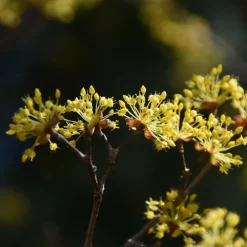 ORLÉANS (45) - Cornouiller officinal/[-]pot de 4l - 40/60 cm