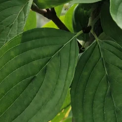 ORLÉANS (45) - Cornouiller officinal/[-]pot de 4l - 40/60 cm