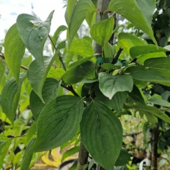 ORLÉANS (45) - Cornouiller officinal/[-]pot de 4l - 40/60 cm