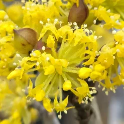 ORLÉANS (45) - Cornouiller officinal/[-]pot de 4l - 40/60 cm