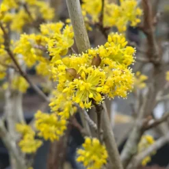 ORLÉANS (45) - Cornouiller officinal/[-]pot de 4l - 40/60 cm