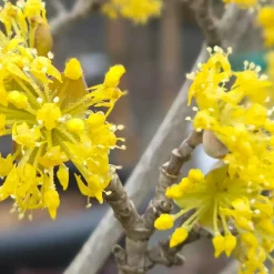 ORLÉANS (45) - Cornouiller officinal/[-]pot de 4l - 40/60 cm