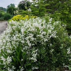 ORLÉANS (45) - Deutzie nikko/[-]pot de 1,5l - 10/20 cm