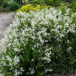 ORLÉANS (45) - Deutzie nikko/[-]pot de 1,5l - 10/20 cm