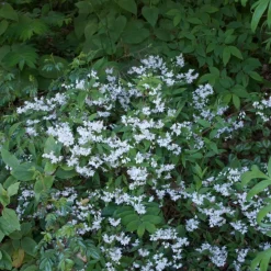 ORLÉANS (45) - Deutzie nikko/[-]pot de 1,5l - 10/20 cm