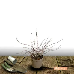 ORLÉANS (45) - Deutzie nikko/[-]pot de 1,5l - 10/20 cm