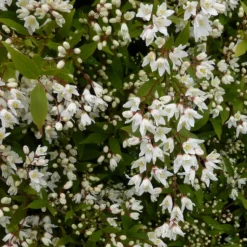 ORLÉANS (45) - Deutzie nikko/[-]pot de 1,5l - 10/20 cm