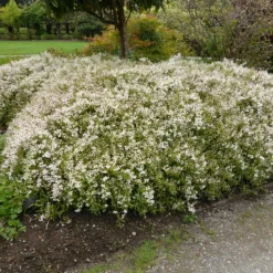 ORLÉANS (45) - Deutzie nikko/[-]pot de 1,5l - 10/20 cm