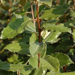 ORLÉANS (45) - Elaeagnus ebbingei/[-]pot de 1,5l - 10/20 cm