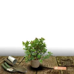 ORLÉANS (45) - Escallonia macrantha rubra/[-]pot de 1,5l - 10/20 cm