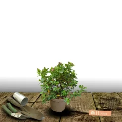 ORLÉANS (45) - Escallonia macrantha rubra/[-]pot de 1,5l - 10/20 cm